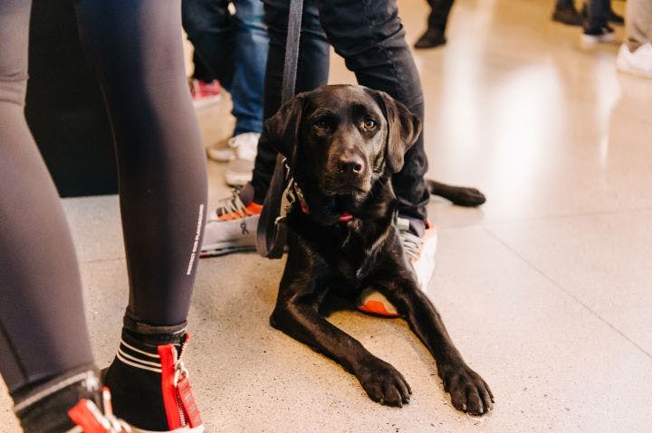 a black dog sitting on the floor next to a group of people